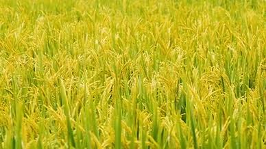 4K农业即将秋收的稻田水稻实拍素材视频的预览图